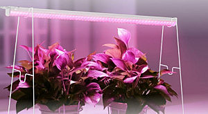 Светильник LED InHomeФито 15Вт 578х20